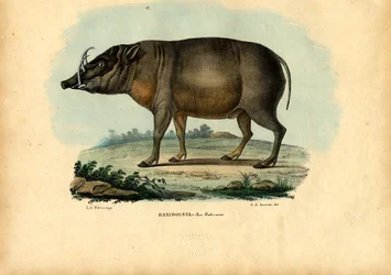 Babirusa (1863-79)